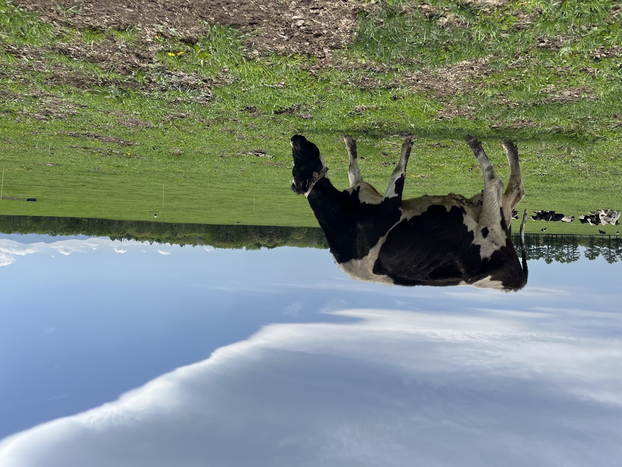 日本グラスフェッド規格を取得