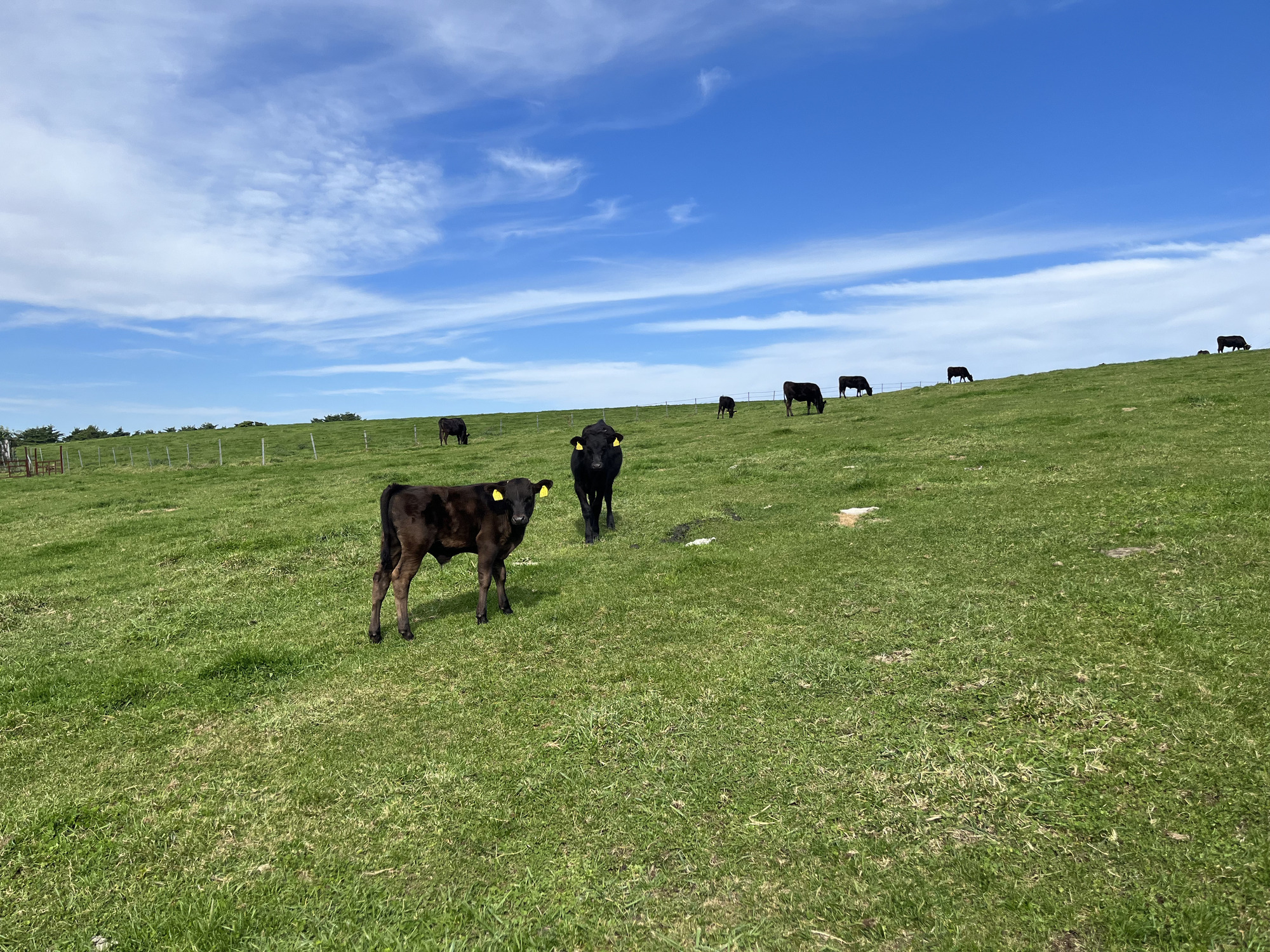 牧草・副産物で育てる100%地産飼料の肉牛