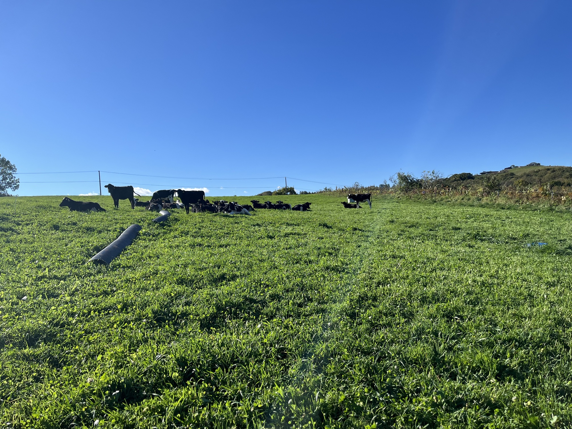 広大な草地で牛の自然な暮らしを育む放牧酪農
