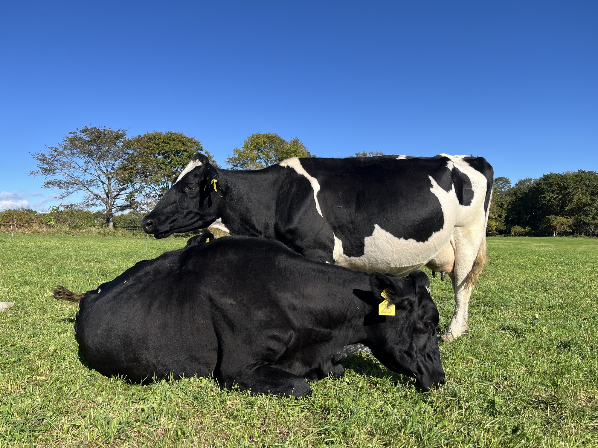 自然の力を活かす、農薬・化学肥料不使用の牧草地づくり