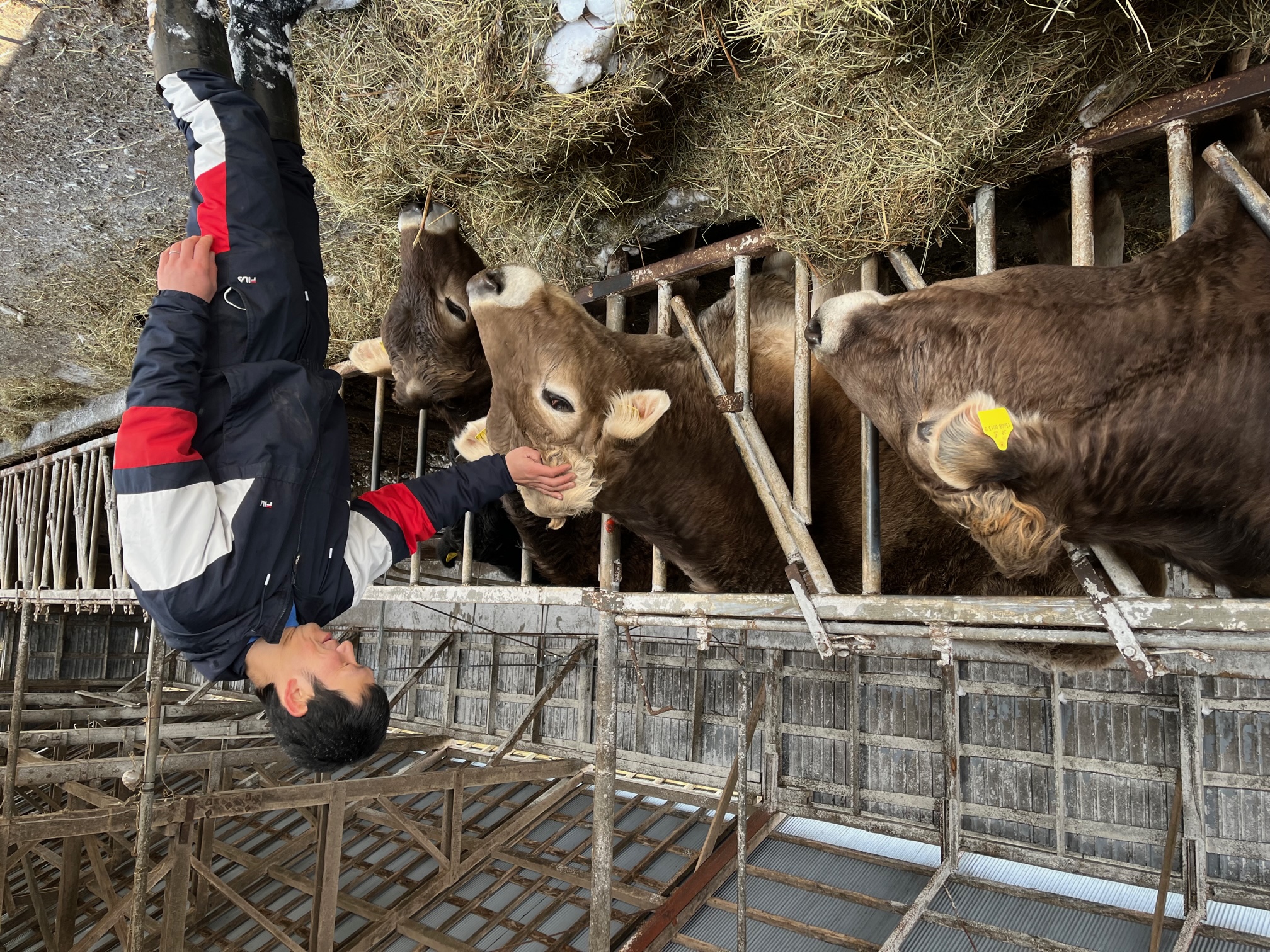 ブラウンスイスと鈴木さん